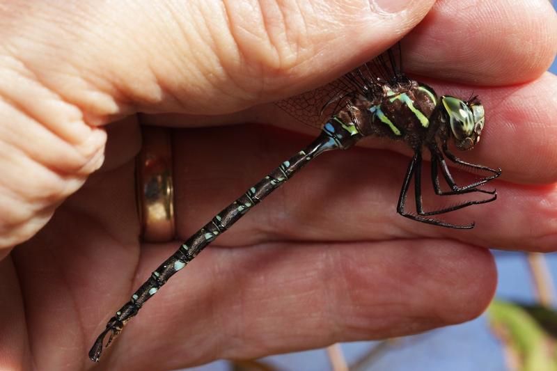 Photo of Shadow Darner