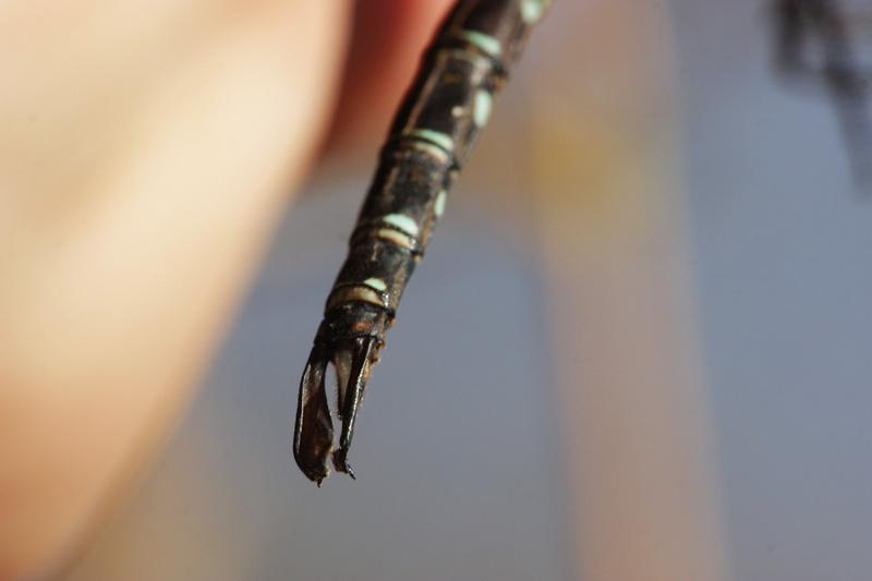 Photo of Shadow Darner