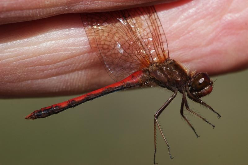 Photo of Autumn Meadowhawk