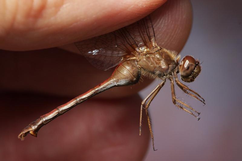 Photo of Autumn Meadowhawk