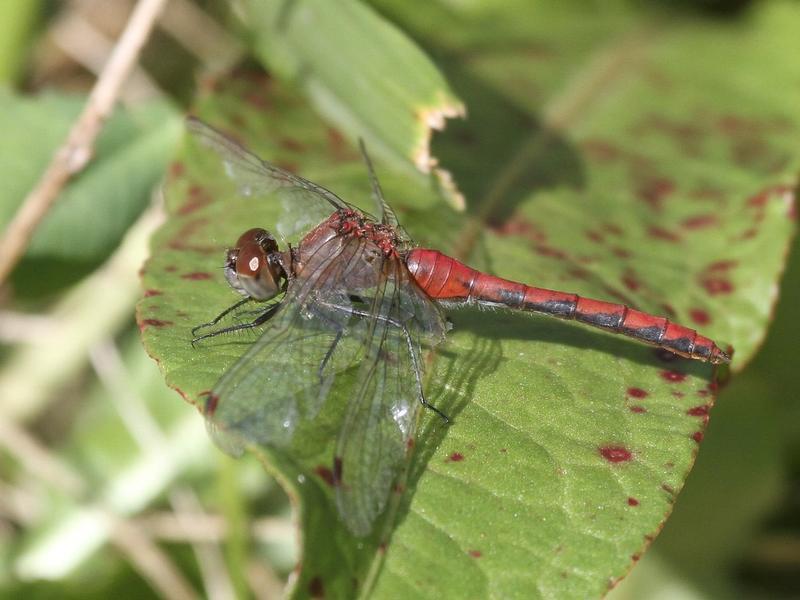 Photo of White-faced Meadowhawk