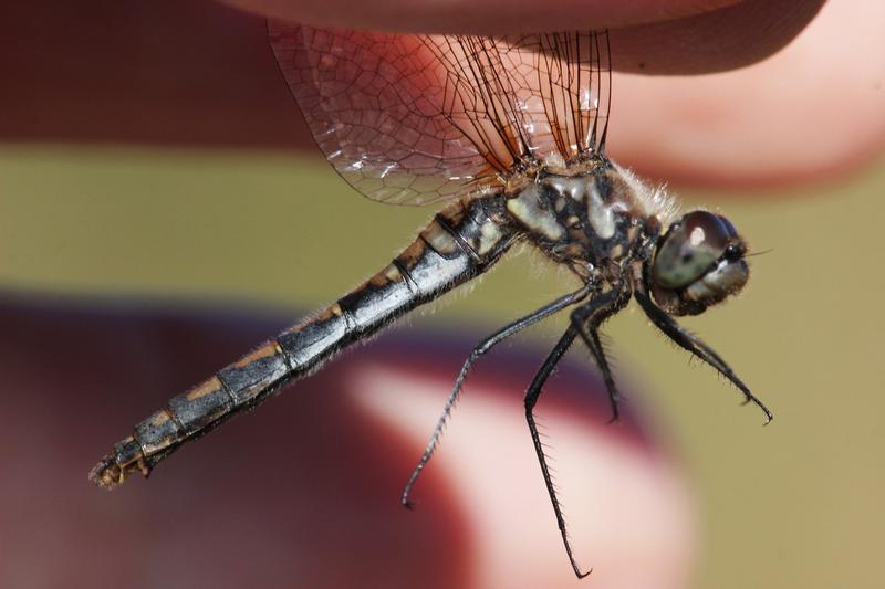 Photo of Black Meadowhawk