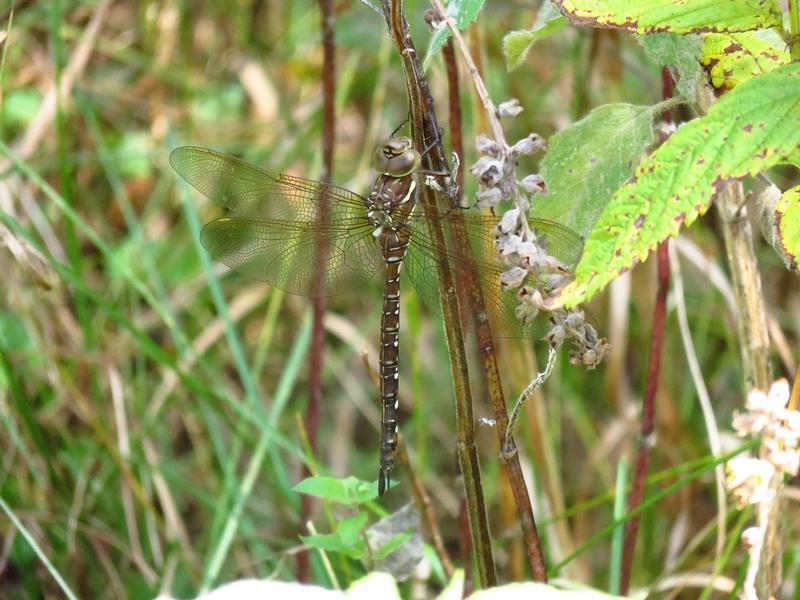 Photo of Shadow Darner