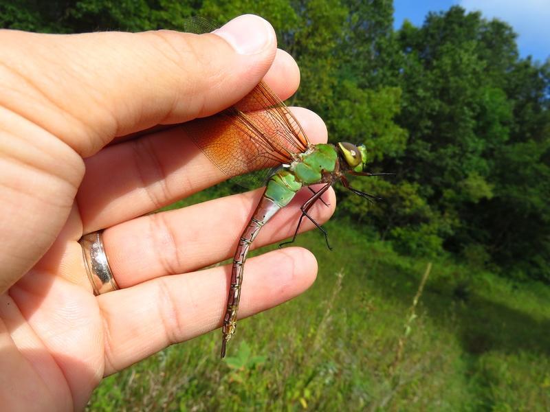 Photo of Common Green Darner