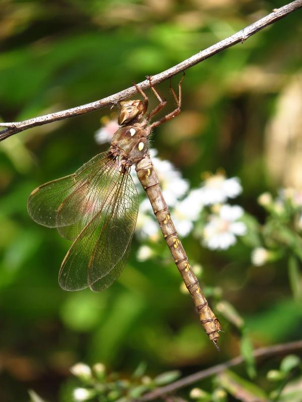 Photo of Fawn Darner