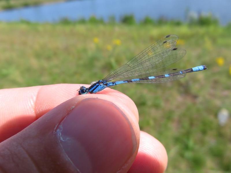 Photo of Tule Bluet