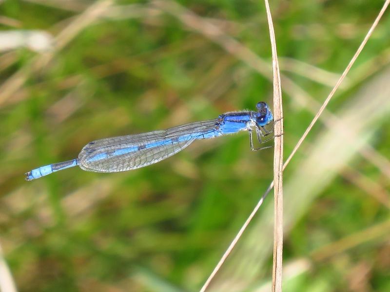 Photo of Familiar Bluet