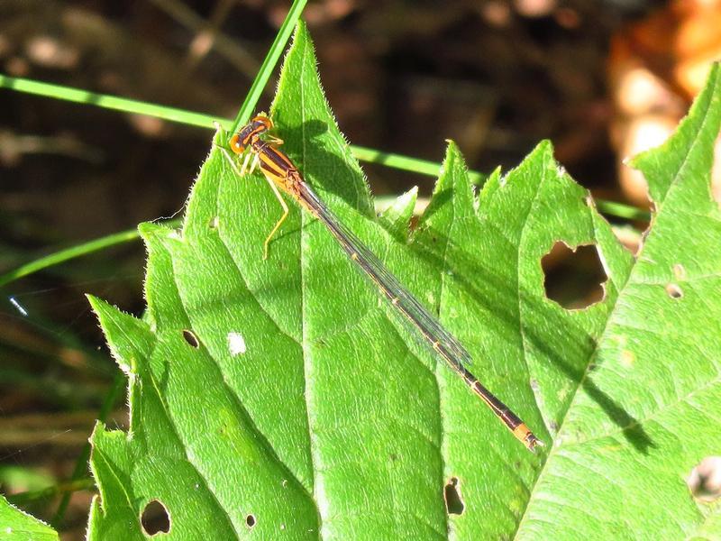 Photo of Orange Bluet
