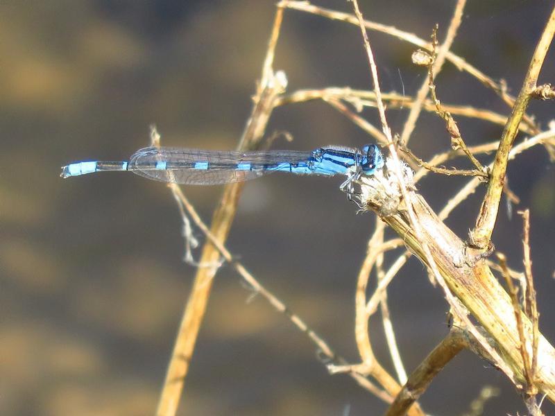 Photo of Tule Bluet