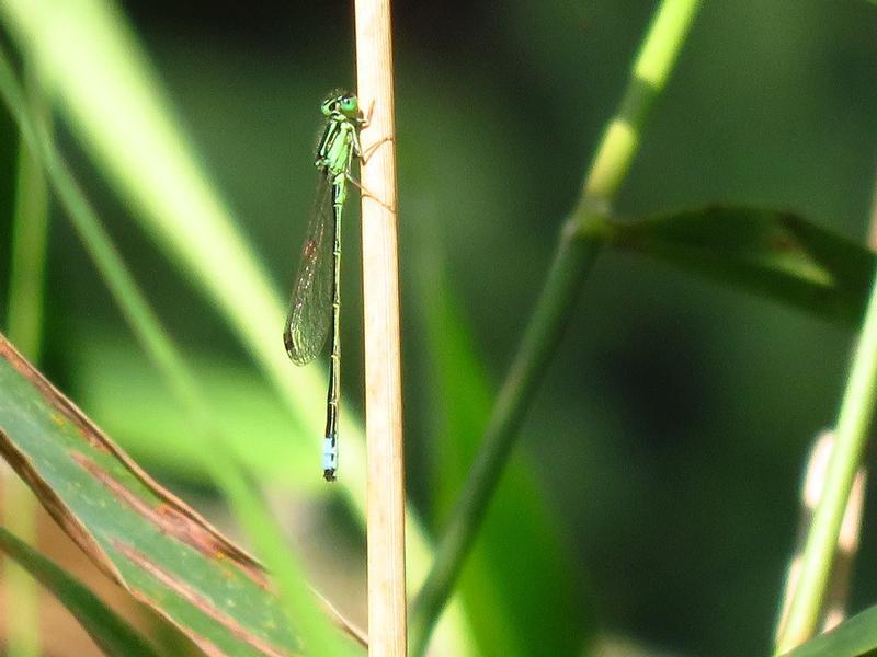 Photo of Eastern Forktail