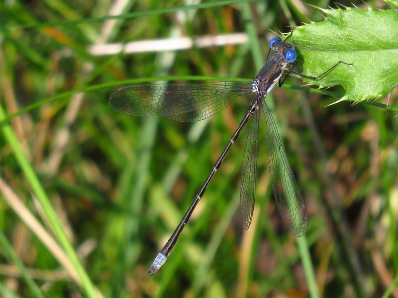 Photo of Spotted Spreadwing