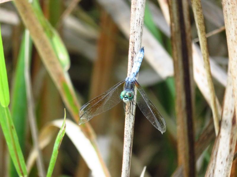 Photo of Blue Dasher