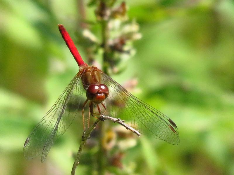 Photo of Autumn Meadowhawk