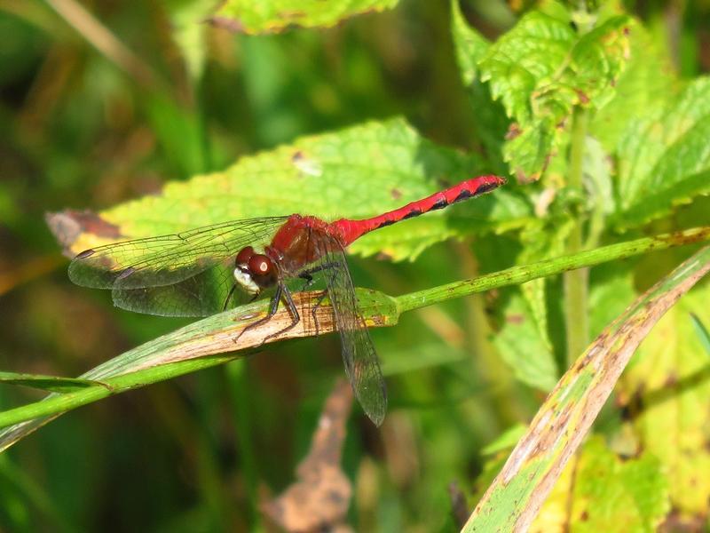 Photo of White-faced Meadowhawk