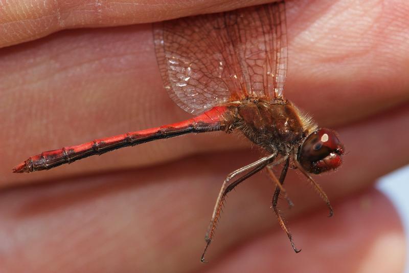 Photo of Autumn Meadowhawk