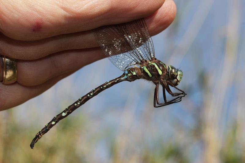 Photo of Shadow Darner