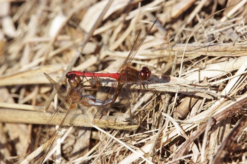 Photo of Autumn Meadowhawk