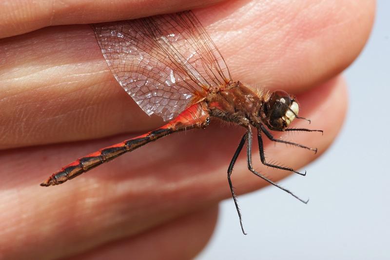 Photo of White-faced Meadowhawk