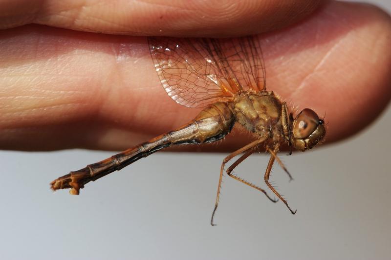 Photo of Autumn Meadowhawk