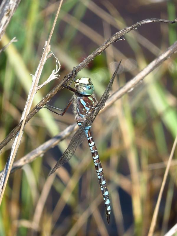 Photo of Canada Darner