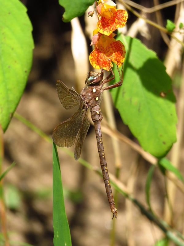 Photo of Fawn Darner