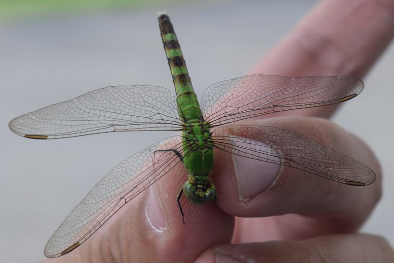 Photo of Eastern Pondhawk