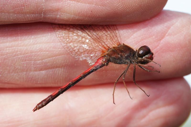 Photo of Autumn Meadowhawk