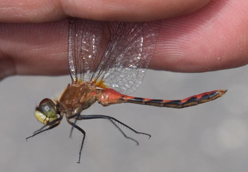 Photo of White-faced Meadowhawk