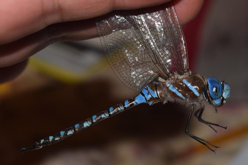 Photo of Blue-eyed Darner