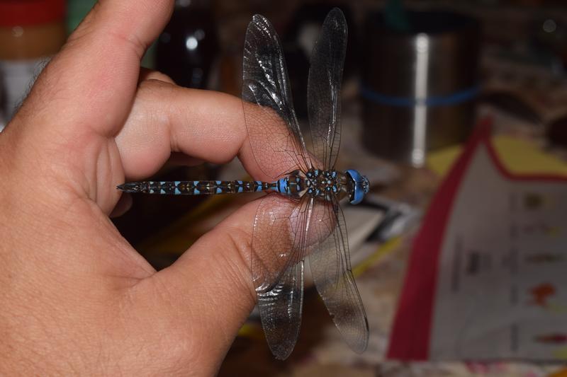 Photo of Blue-eyed Darner