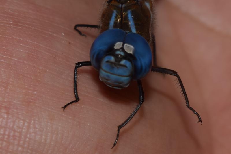 Photo of Blue-eyed Darner