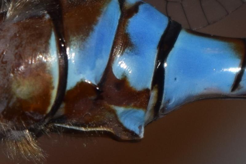 Photo of Blue-eyed Darner