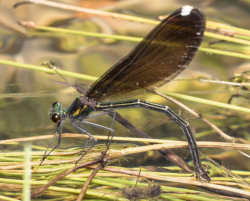 Photo of Ebony Jewelwing