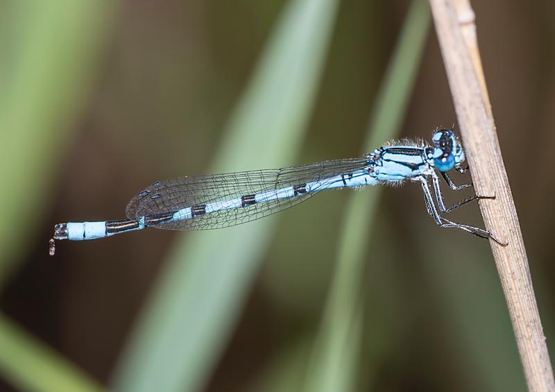 Photo of Boreal Bluet