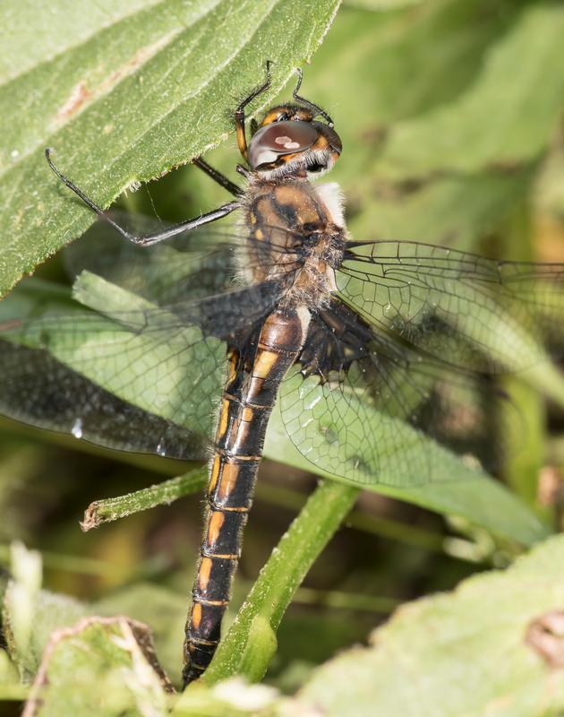 Photo of Common Baskettail