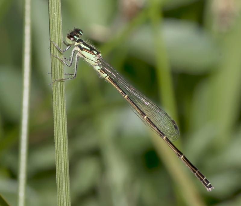 Photo of Fragile Forktail