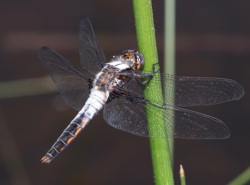 Photo of Chalk-fronted Corporal