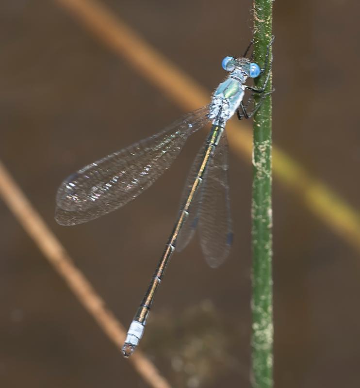 Photo of Amber-winged Spreadwing