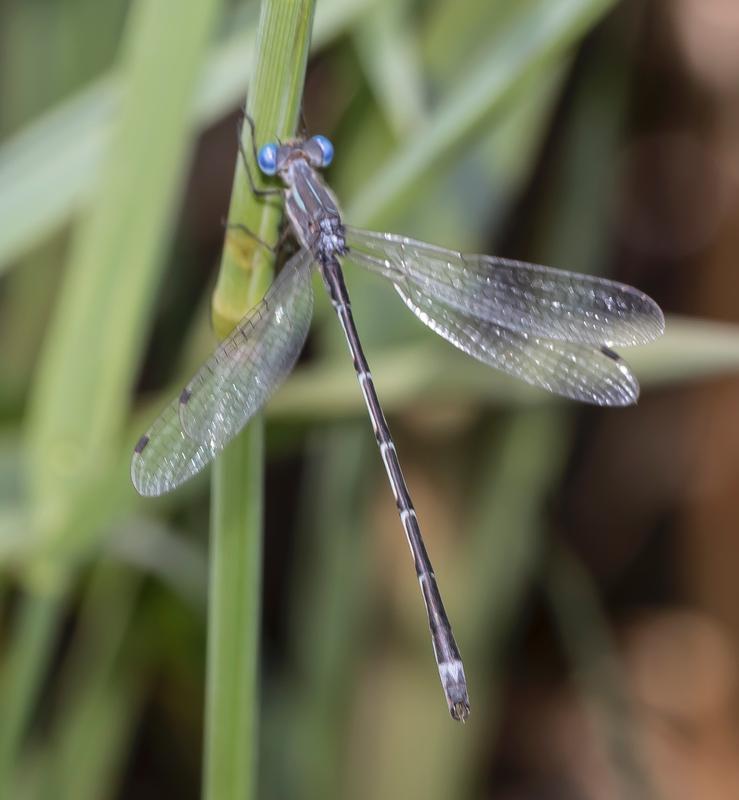 Photo of Southern Spreadwing