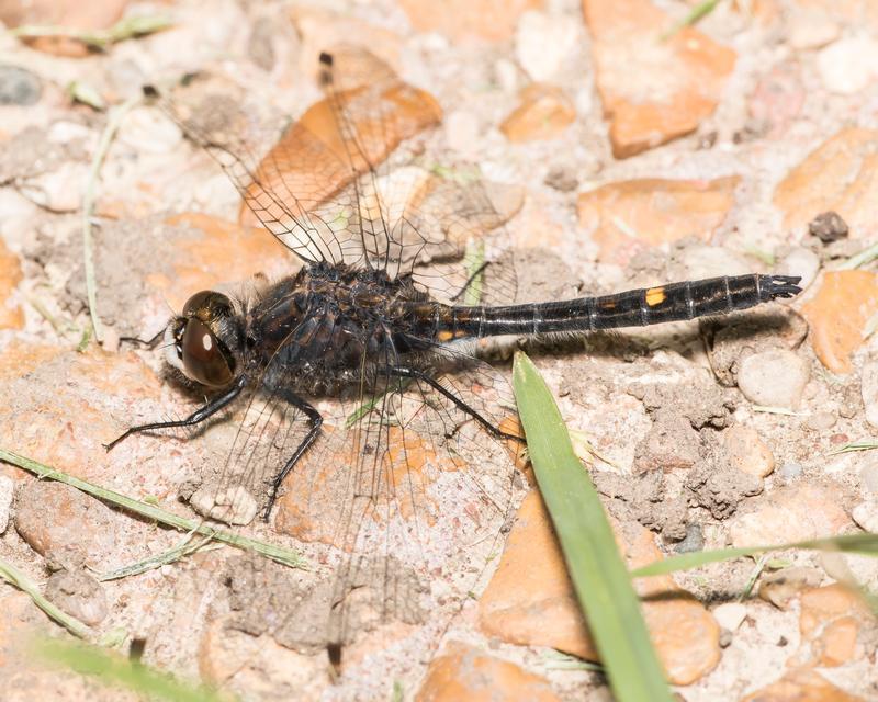 Photo of Dot-tailed Whiteface