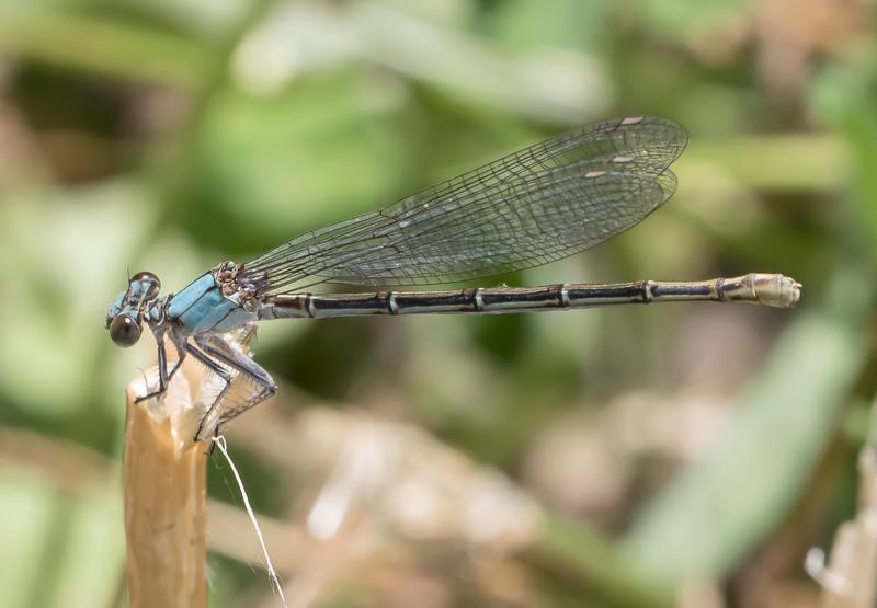 Photo of Blue-fronted Dancer