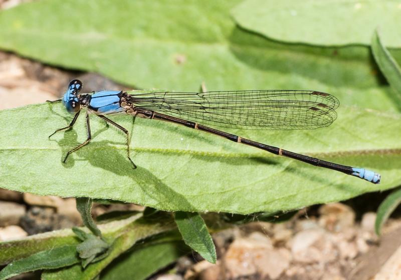 Photo of Blue-fronted Dancer