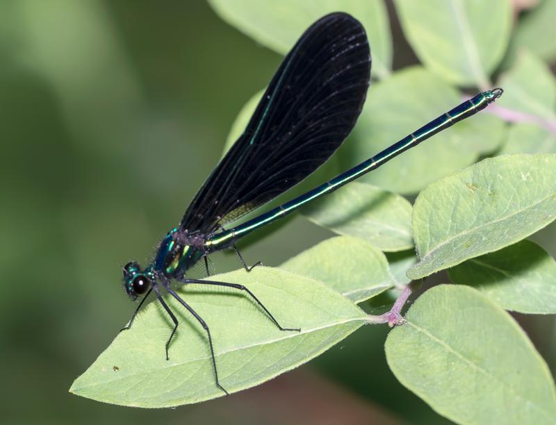 Photo of Ebony Jewelwing
