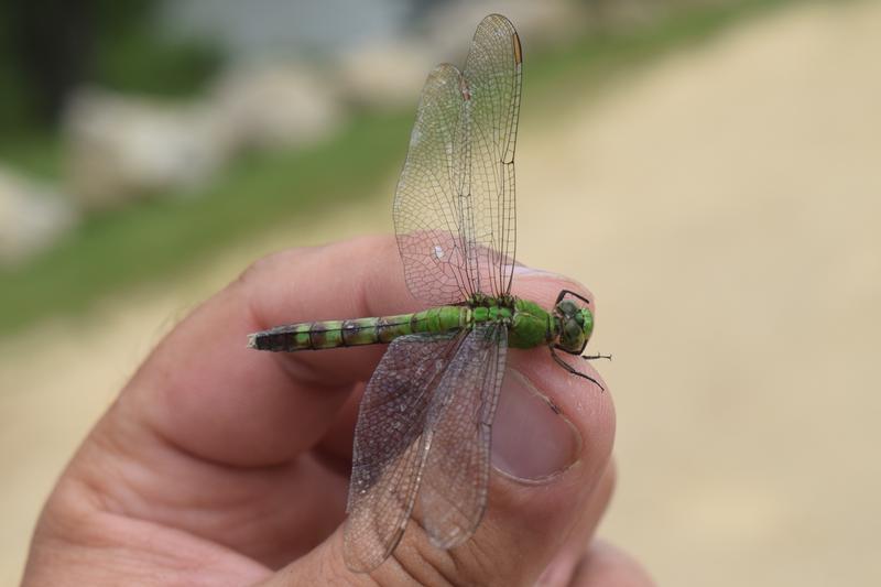 Photo of Eastern Pondhawk
