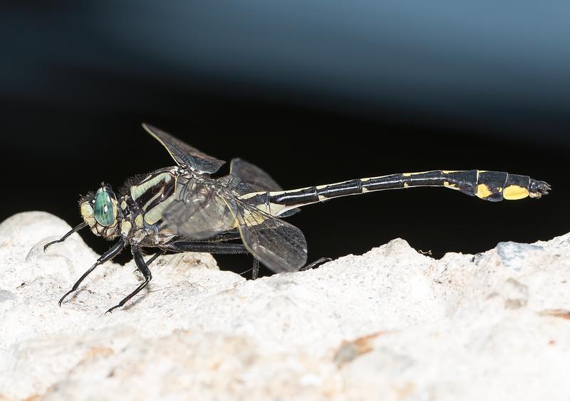 Photo of Midland Clubtail