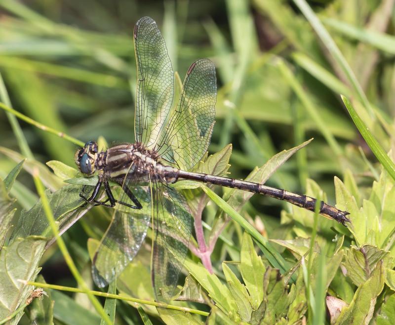 Photo of Dusky Clubtail