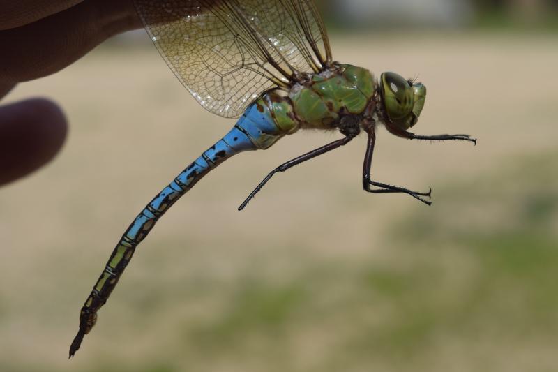 Photo of Common Green Darner