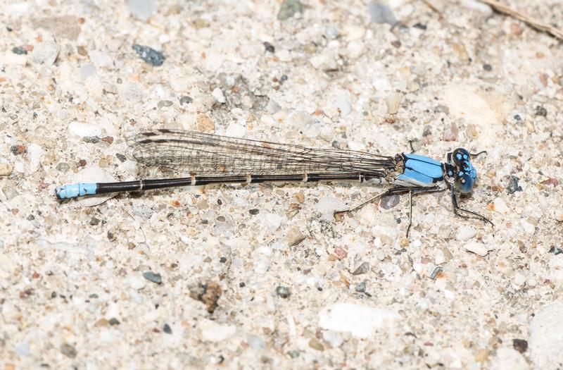Photo of Blue-fronted Dancer