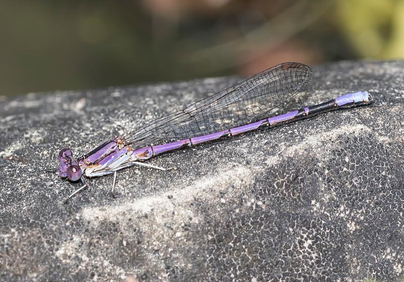 Photo of Variable Dancer (Violet Dancer ssp.)