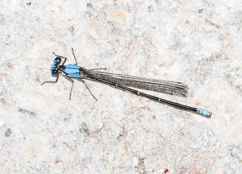 Photo of Blue-fronted Dancer